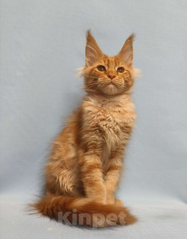 Кошки в Москве: Котёнок Мейн-Кун Мальчик Мальчик, 65 000 руб. - фото 1