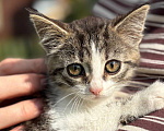 Кошки в Видном: Котёнок девочка ищет дом Девочка, Бесплатно - фото 1