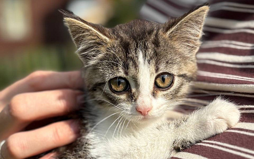 Котёнок девочка ищет дом