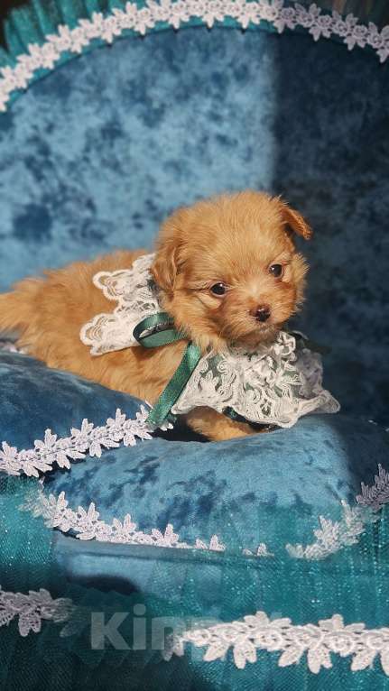 Собаки в Химках: Мальтипу мини мальчик Мальчик, 140 000 руб. - фото 7