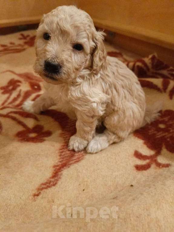 Собаки в Санкт-Петербурге: Пудель средний Мальчик, 90 000 руб. - фото 4