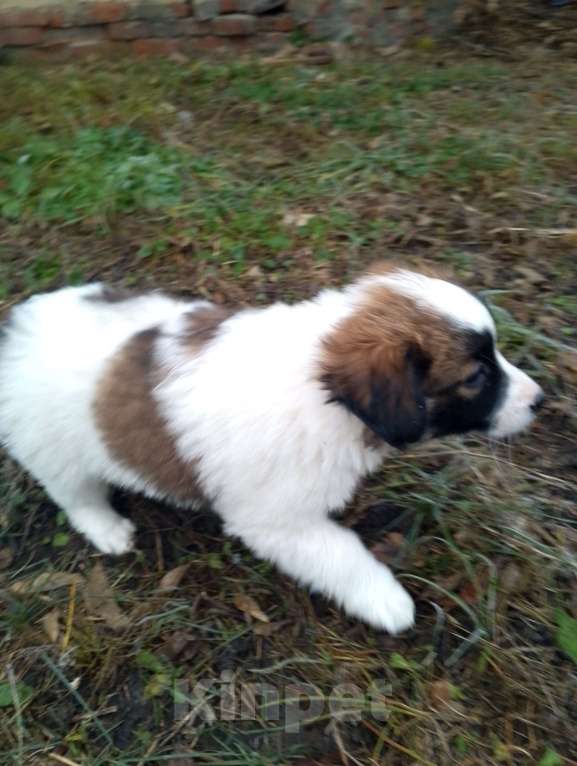 Собаки в Уварово: Щенки Девочка, Бесплатно - фото 2