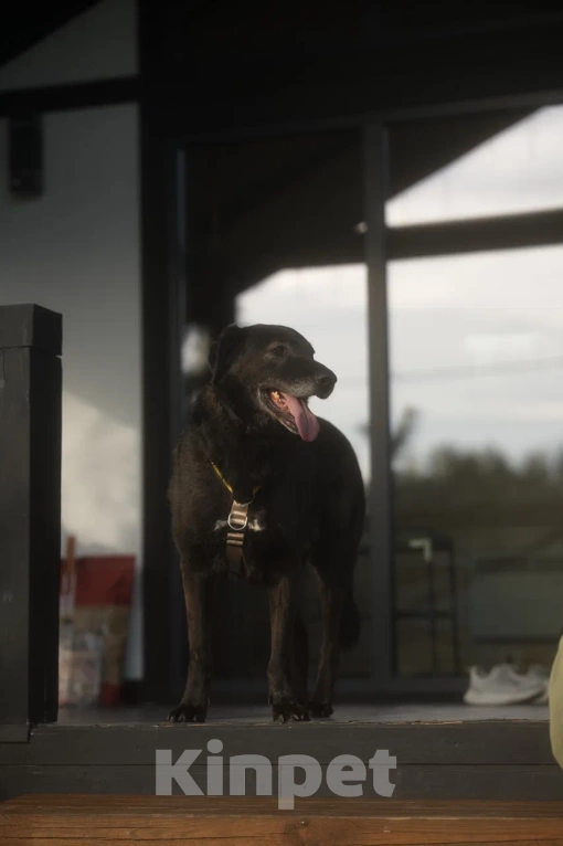 Собаки в Павловском Посаде: Собака в добрые руки Мальчик, Бесплатно - фото 1