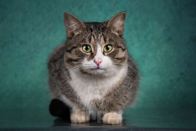 Кошки в Москве: Щекастый розовоносый британский котик Кашемир в добрые руки Мальчик, Бесплатно - фото 2