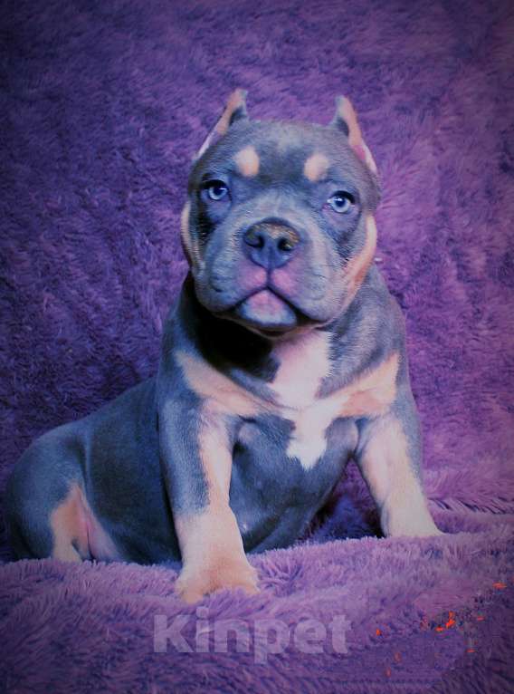 Собаки в Архангельске: АМЕРИКАНСКИЙ БУЛЛИ. ДЕВОЧКА. Девочка, 90 000 руб. - фото 4