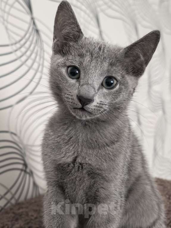 Кошки в Москве: Котята русской голубой Мальчик, 85 000 руб. - фото 5