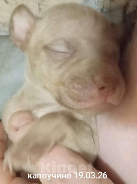 Собаки в других городах Московской области: Американский питбультерьер щенок девочка Девочка, 50 000 руб. - фото 10