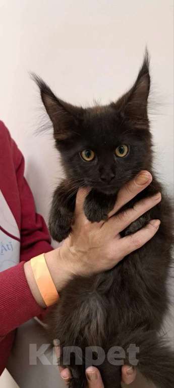 Кошки в Москве: Гигантики Девочка, 19 000 руб. - фото 2