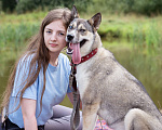 Собаки в Солнечногорске: Девочка, 1 год в добрые руки Девочка, Бесплатно - фото 6