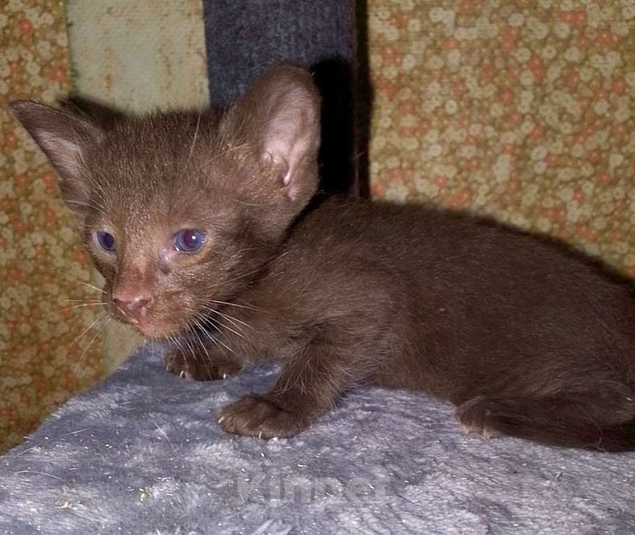 Кошки в Москве: Ориентальные котята  Девочка, 15 000 руб. - фото 10