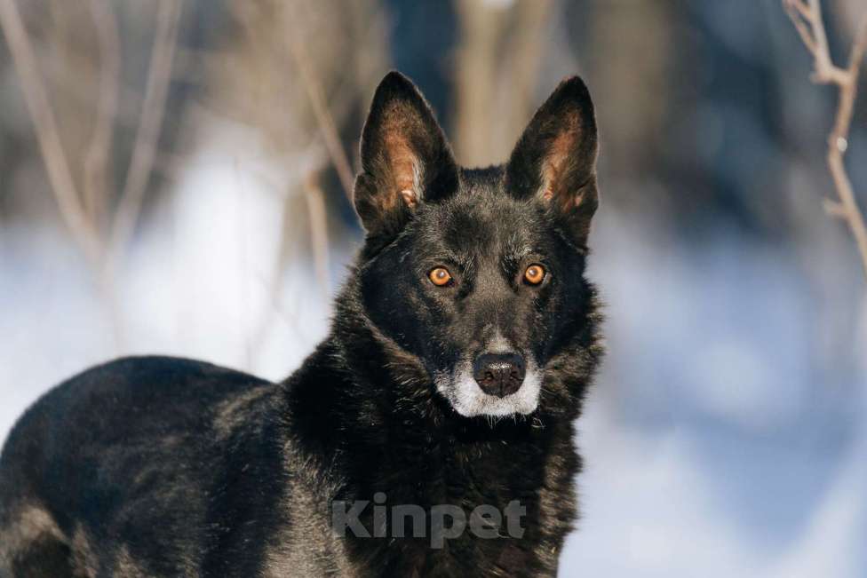 Собаки в Москве: Мисти Девочка, Бесплатно - фото 3