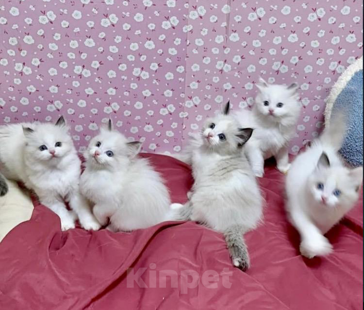 Кошки в Москве: Ragdoll  малыши Мальчик, 53 000 руб. - фото 1