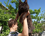 Кошки в Екатеринбурге: Котята мейн кун ласковые гиганты Мальчик, 35 000 руб. - фото 8