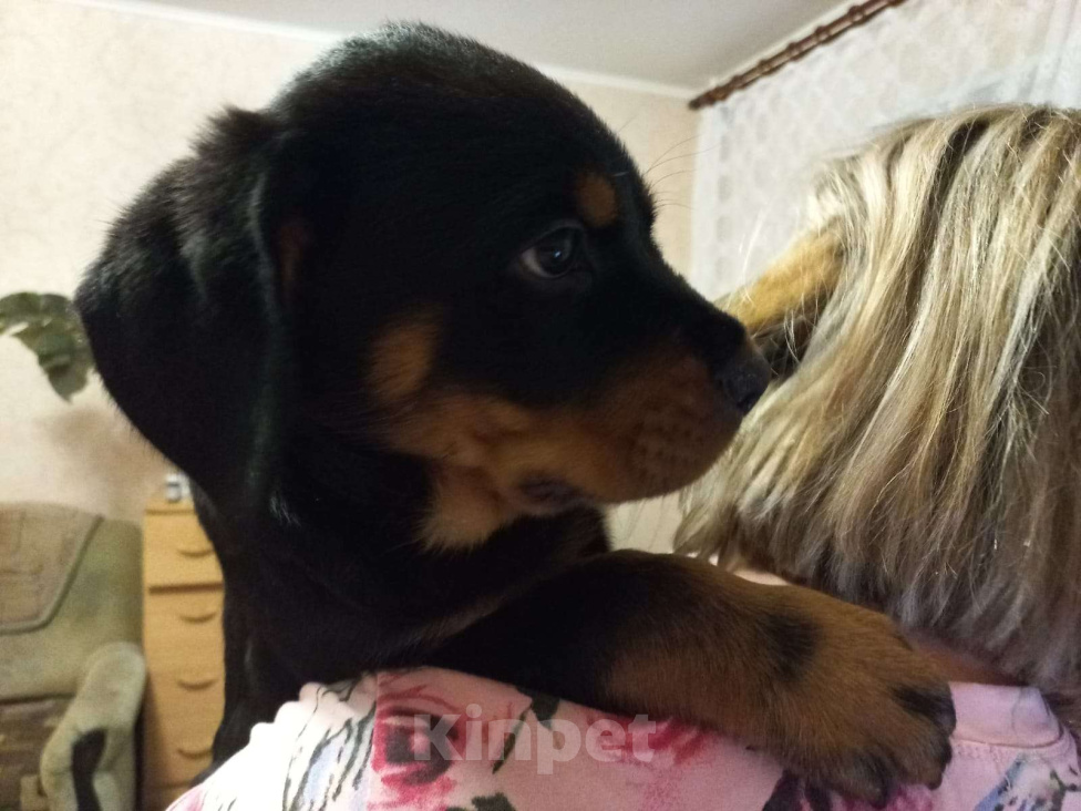 Собаки в Екатеринбурге: Щенок ротвейлера  Мальчик, 60 000 руб. - фото 1