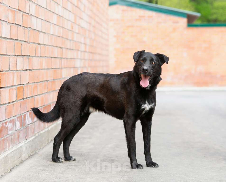 Собаки в Москве: Харизматичный Вилли ищет семью! Мальчик, Бесплатно - фото 8