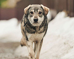 Собаки в Лосином-Петровском: Аракс валентинка в добрые руки Мальчик, Бесплатно - фото 1