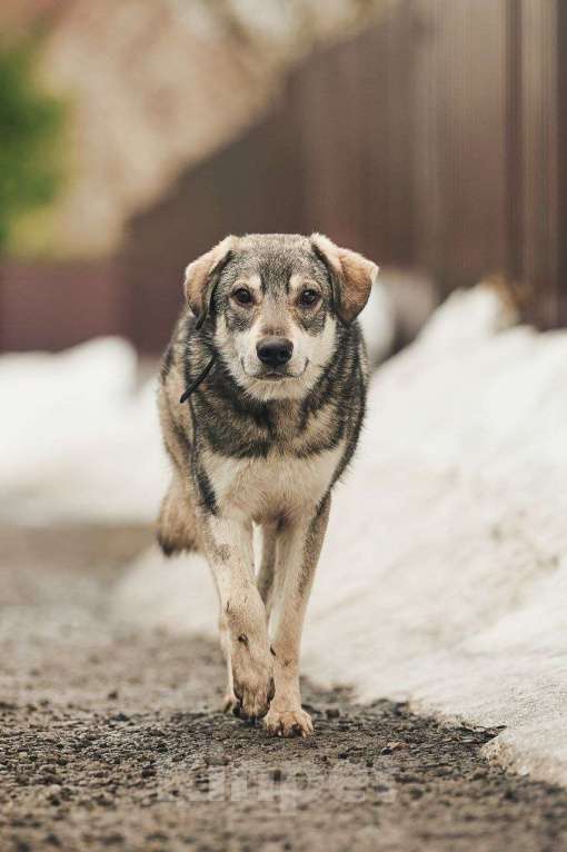 Собаки в Лосином-Петровском: Аракс валентинка в добрые руки Мальчик, Бесплатно - фото 1