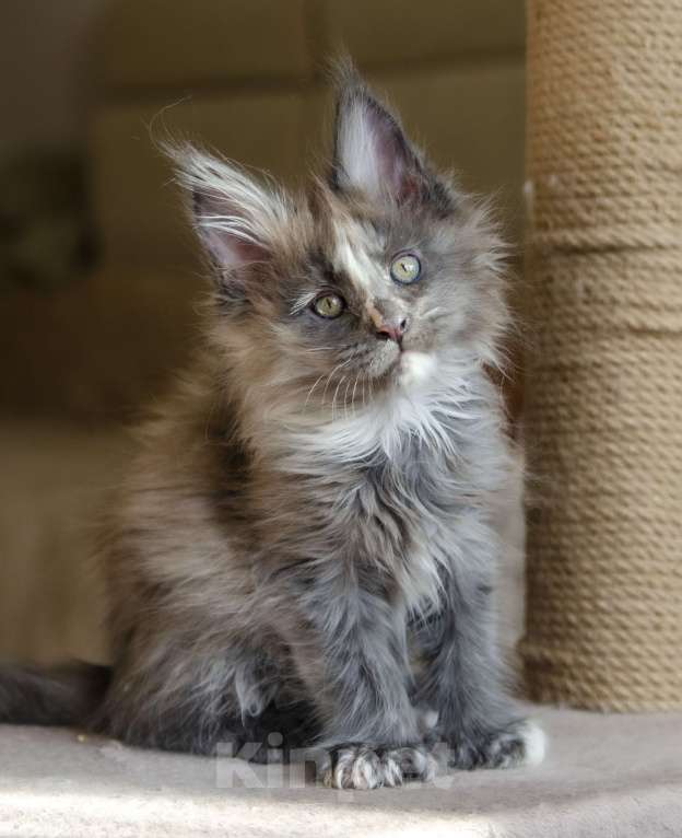 Кошки в Москве: Котята мейн-кун Девочка, 40 000 руб. - фото 2