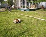Собаки в Курске: Вязка, 1 руб. - фото 4