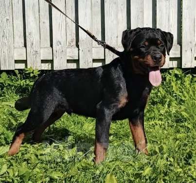 Собаки в Санкт-Петербурге: щенки ротвейлера Мальчик, 80 000 руб. - фото 8