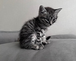 Кошки в Махачкале: Котята в добрые руки вместе или отдельно Мальчик, Бесплатно - фото 6