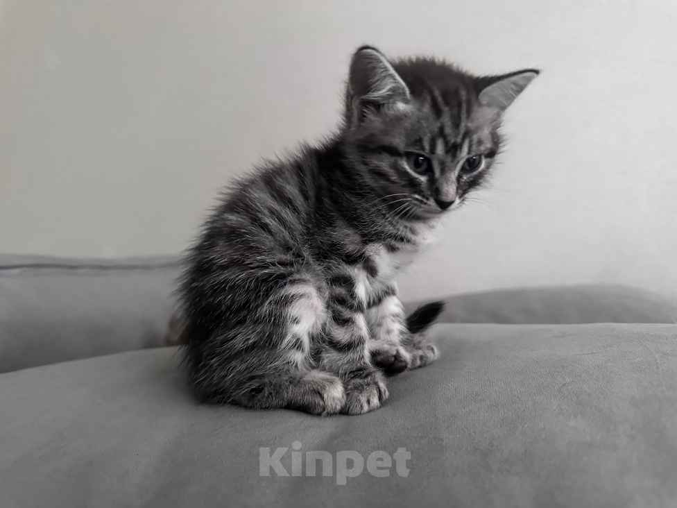 Кошки в Махачкале: Котята в добрые руки вместе или отдельно Мальчик, Бесплатно - фото 6