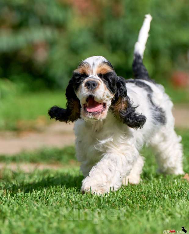 Собаки в Москве: Принц: будущий чемпион ринга и выставок  Мальчик, 120 000 руб. - фото 2