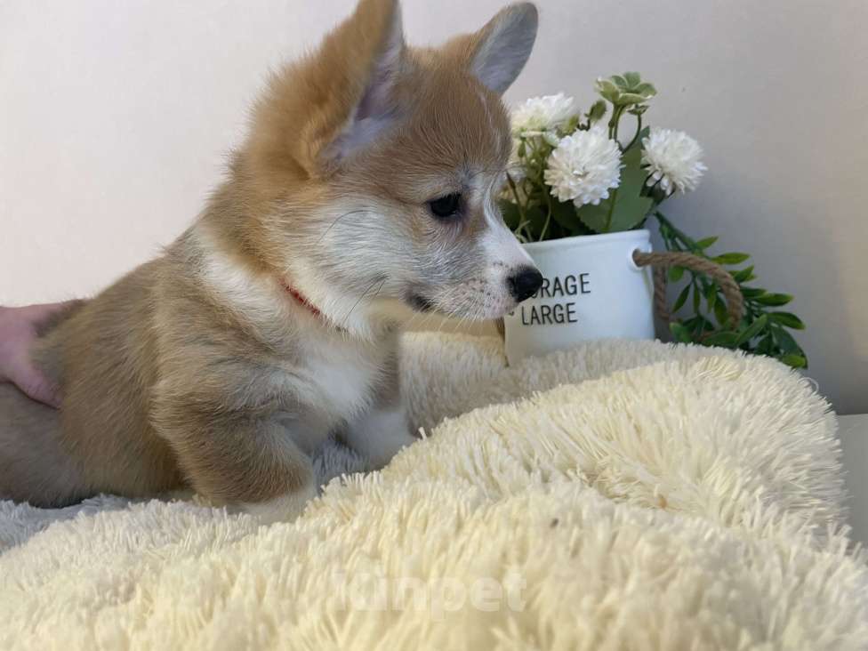 Собаки в Новосибирске: Девочка Вельш корги Девочка, 80 000 руб. - фото 2