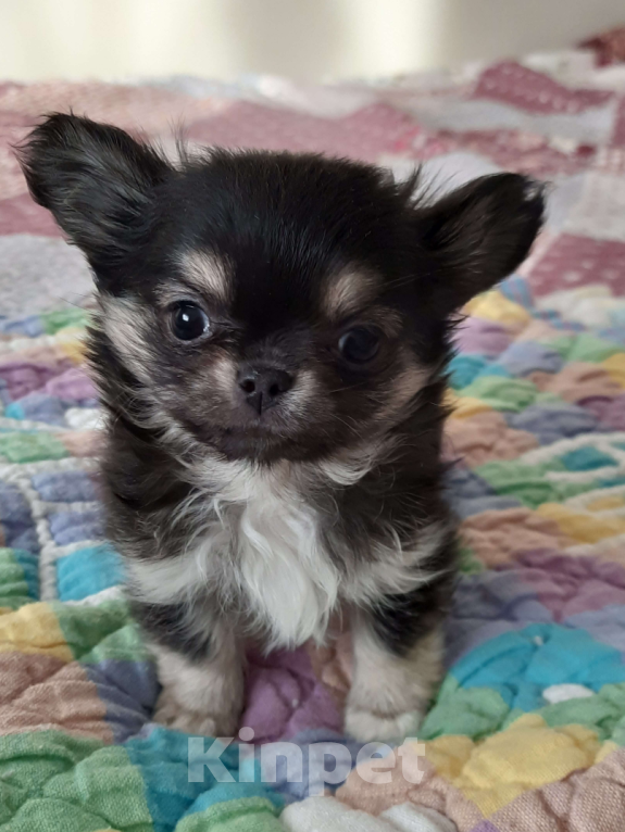 Собаки в Москве: Триколорный мальчик чихуахуа Мальчик, 25 000 руб. - фото 2