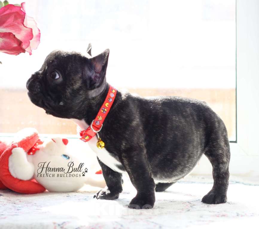 Собаки в Санкт-Петербурге: Щенки французского бульдога, мальчик и девочки Разнополые, 35 000 руб. - фото 5