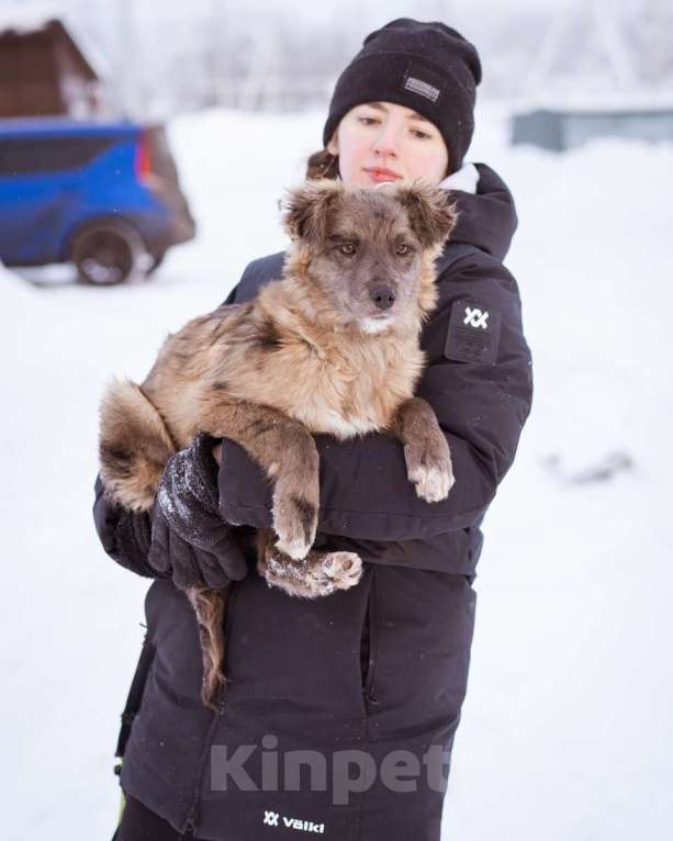 Собаки в Москве: Щенок необычного окраса, эксклюзив! Бесплатно, в добрые руки Девочка, Бесплатно - фото 5