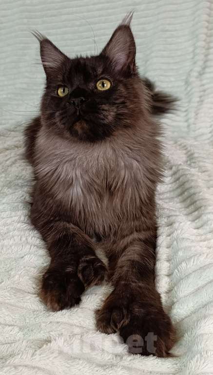 Кошки в Москве: Мальчик черный дым полидакт Мальчик, 100 000 руб. - фото 6