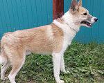 Собаки в Нефтеюганске: Срочно нужен дом Мальчик, Бесплатно - фото 6