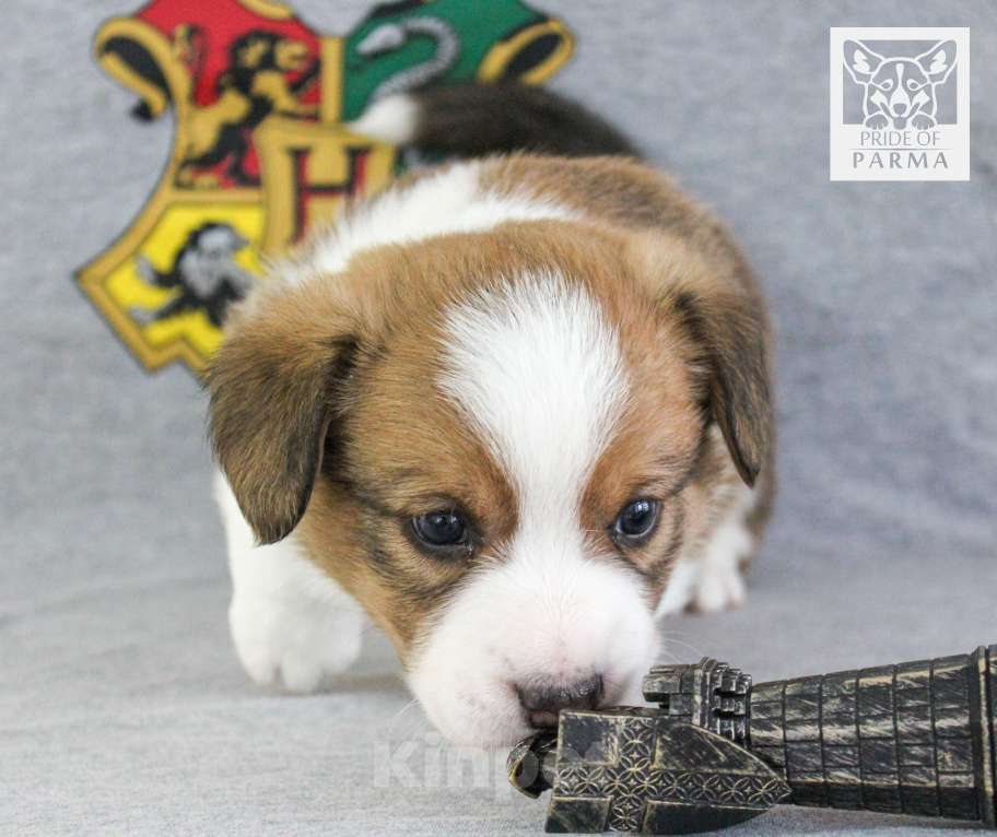 Собаки в Перми: Волшебный мальчишка вельш корги кардиган Мальчик, Бесплатно - фото 3