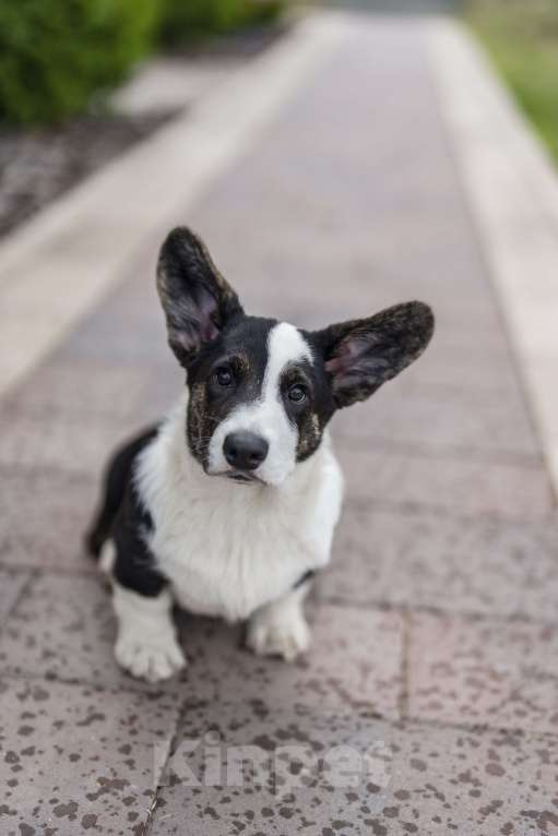 Собаки в Саратове: Вельш Корги Кардиган щенок мальчик Мальчик, Бесплатно - фото 4