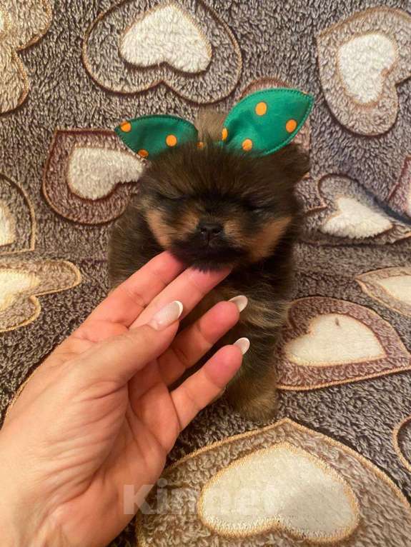 Собаки в Самаре: Щенки из питомника мини шпицы Девочка, Бесплатно - фото 1