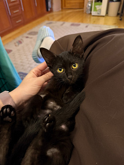 Котёнок Артас в добрые руки