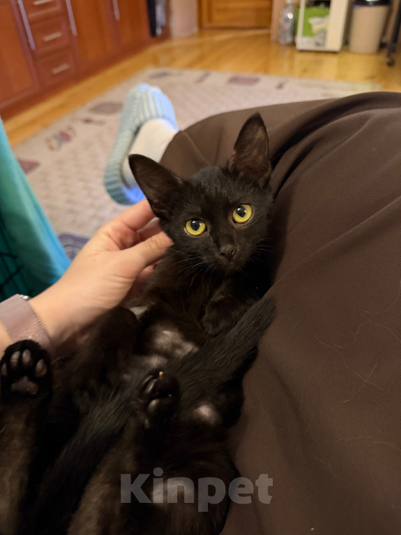 Кошки в Москве: Котёнок Артас в добрые руки Мальчик, Бесплатно - фото 1