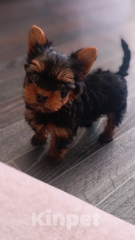 Собаки в Новосибирске: Продам сладкого Йоркширского терьера(миник)  Мальчик, 35 000 руб. - фото 2