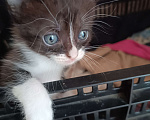 Кошки в Донецке: Котятки-ребятки ищут дом  Девочка, Бесплатно - фото 6