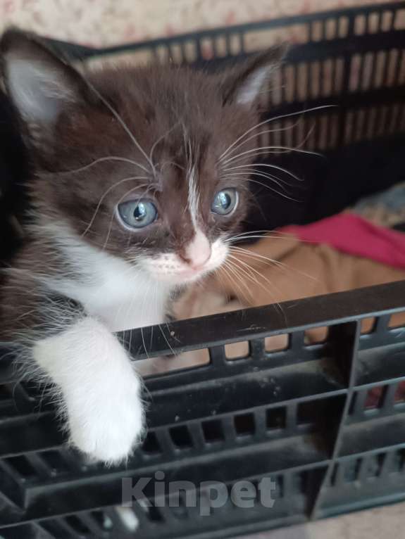 Кошки в Донецке: Котятки-ребятки ищут дом  Девочка, Бесплатно - фото 6