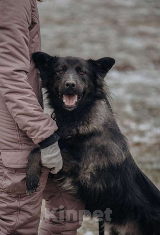 Собаки в Домодедово: В добрые руки Мальчик, Бесплатно - фото 4