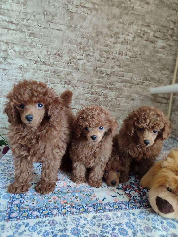 Собаки в Джанкое: Щенок той пуделя шоу класса. От  титулованных родителей с генетическими тестами. Родословная РКФ.  Мальчик, 100 000 руб. - фото 3