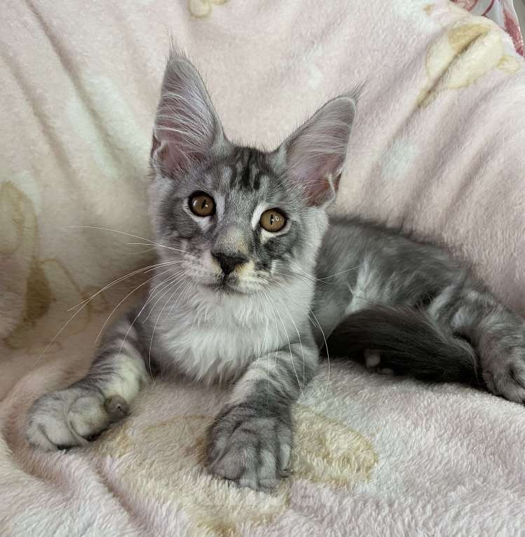 Кошки в Дмитрове: Черный серебристый мраморный мальчик мейн кун Камелот Мальчик, 30 000 руб. - фото 7