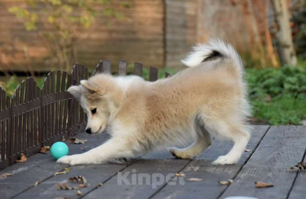 Собаки в Москве: Ненецкая оленегонная лайка, сука Дежавю. Девочка, 60 000 руб. - фото 6