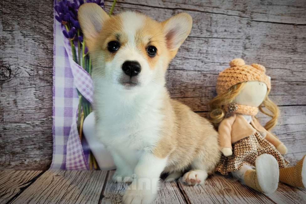 Собаки в Мценске: Девочка Дора Лайт Девочка, 50 000 руб. - фото 3