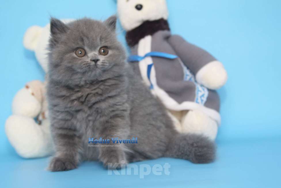 Кошки в Москве: Нежнейшая британочка Девочка, 30 000 руб. - фото 2
