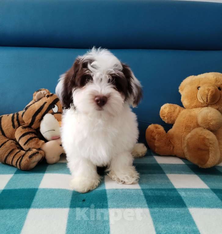 Собаки в других городах Московской области: Щенок породы Хаванез Мальчик, 130 000 руб. - фото 2