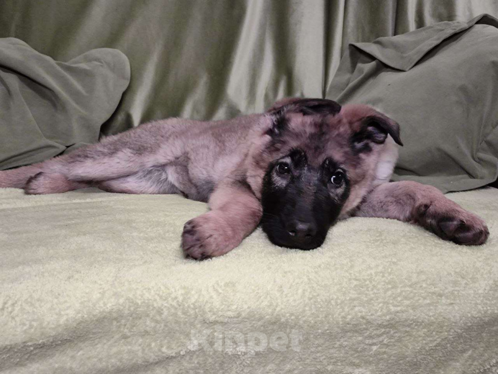 Собаки в Москве: Немецкая овчарка, щенок, 3 месяца Мальчик, 25 000 руб. - фото 2