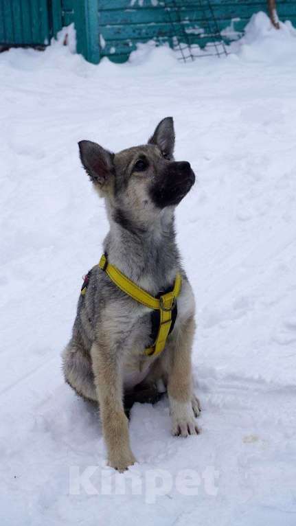 Собаки в Ногинске: Дымка Девочка, Бесплатно - фото 3